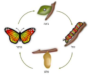 איך נולד הפרפר? by hodayaweizman - Illustrated by הודיה ויצמן - Ourboox.com