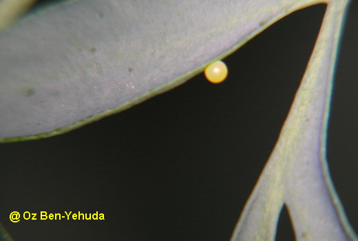 איך נולד הפרפר? by hodayaweizman - Illustrated by הודיה ויצמן - Ourboox.com