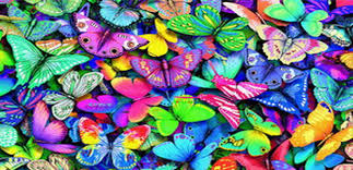 פרפרים בכל מיני צבעי