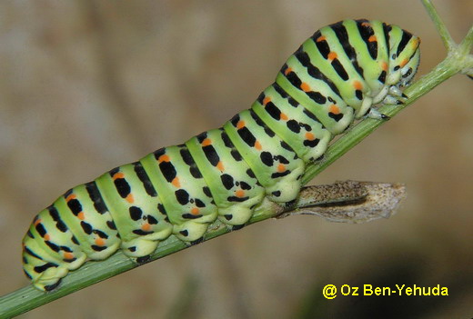 איך נולד הפרפר? by hodayaweizman - Illustrated by הודיה ויצמן - Ourboox.com