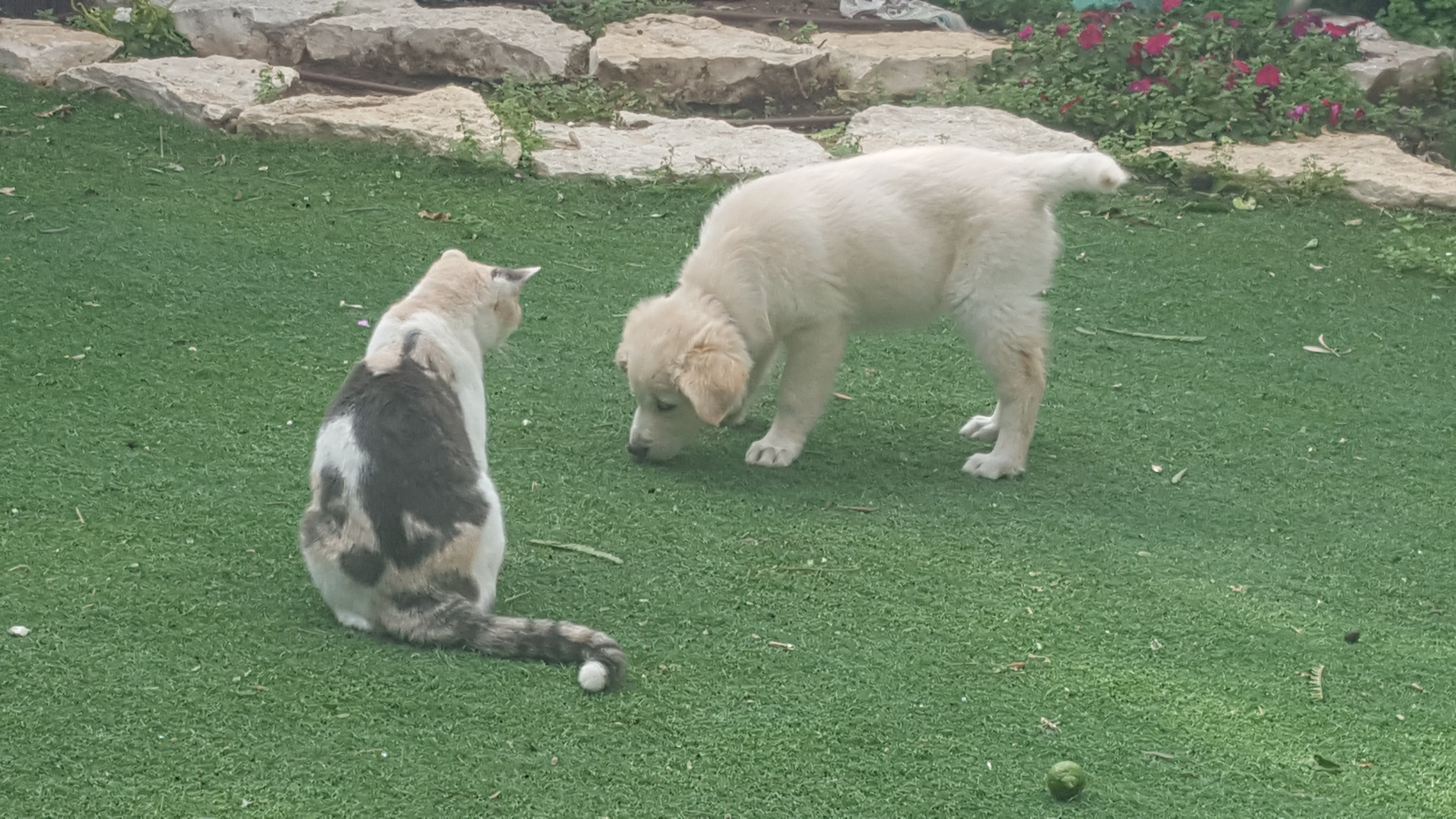 All About Me – Noam by Noam Pinzaro - Ourboox.com