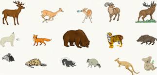 מחלקת היונקים by moran grisaro - Ourboox.com