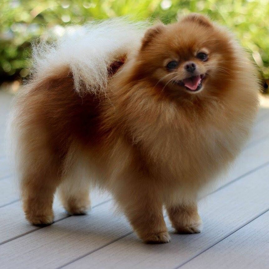 פומי הפומרניאן by ilay Falah - Ourboox.com