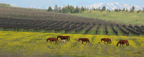 טיול שנתי לרמת הגולן כיתות י”א 2018 by tal ray - Illustrated by   טל ריימונד רעות אלענקרי - Ourboox.com