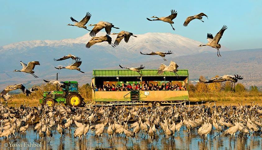 טיול רמת הגולן by adi sabag - Illustrated by מפרט טיול רמת הגולן - Ourboox.com