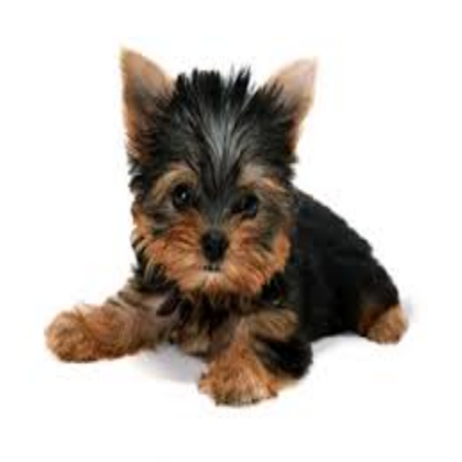 הכלב שאבד by shirel - Illustrated by שיראל חבושה - Ourboox.com