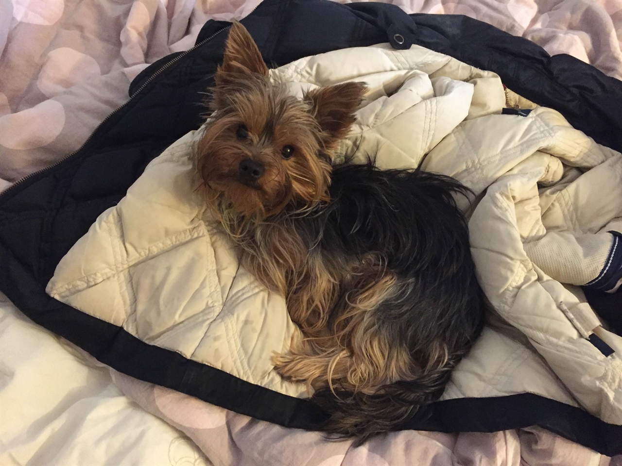 הכלב שאבד by shirel - Illustrated by שיראל חבושה - Ourboox.com