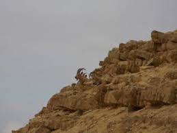 מסע ישראלי 2018 by linor sapir - Ourboox.com