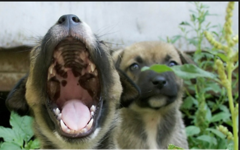 הכלב שאבד by shirel - Illustrated by שיראל חבושה - Ourboox.com