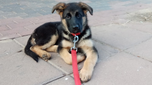 Small Vasper and Big Vasper by Ariel - Ourboox.com