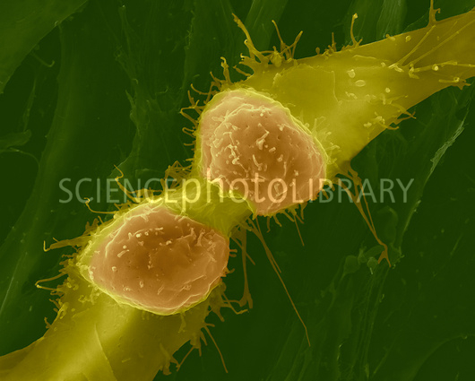 תאי גזע- קסם הטבע by asaf eshel - Ourboox.com