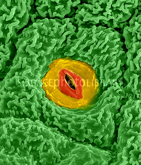 תאי גזע- קסם הטבע by asaf eshel - Ourboox.com