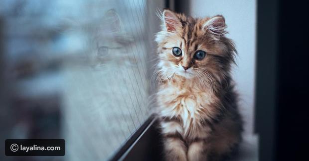 صور القطط by rayan - Ourboox.com