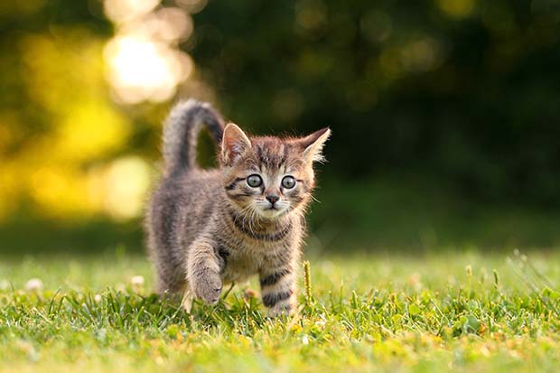 صور القطط by rayan - Ourboox.com