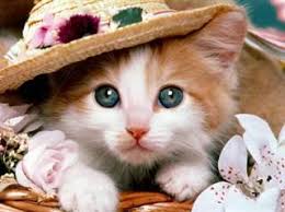 القطة by saila - Ourboox.com