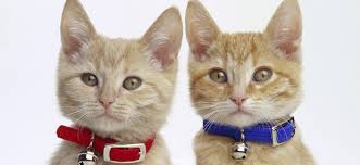 صور للقطط by mohameed - Ourboox.com