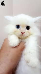 القطة by saila - Ourboox.com