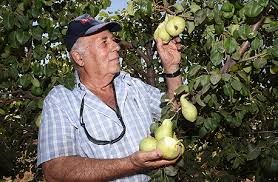 הצרצר והנמלה by talorot - Ourboox.com