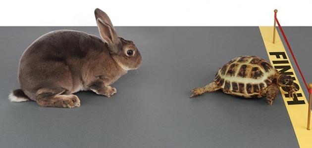 الارنب والسلحفاة by sondos - Ourboox.com