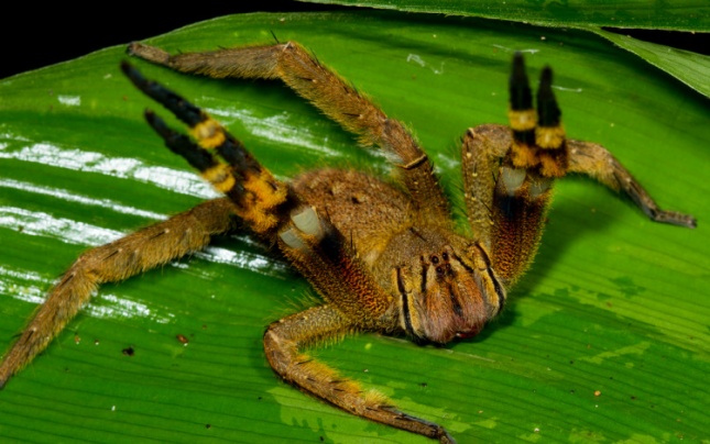 у світі павуків by oleksandra  - Ourboox.com