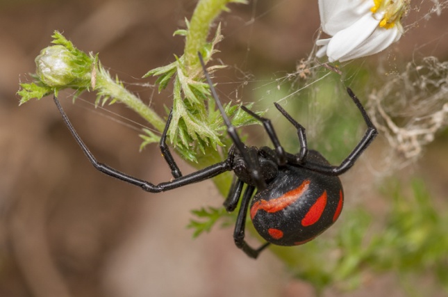 у світі павуків by oleksandra  - Ourboox.com