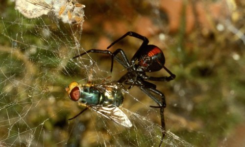 у світі павуків by oleksandra  - Ourboox.com