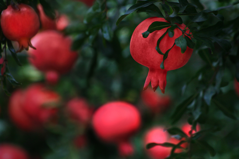 עץ הרימונים by shira shamir - Illustrated by שירה שמיר - Ourboox.com