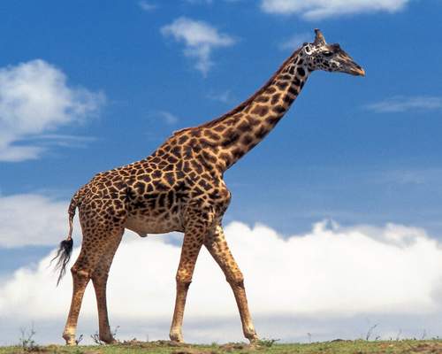 الزرافة by yasmeen - Ourboox.com