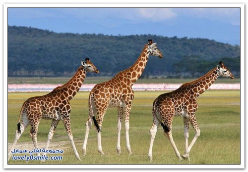 الزرافة by yasmeen - Ourboox.com