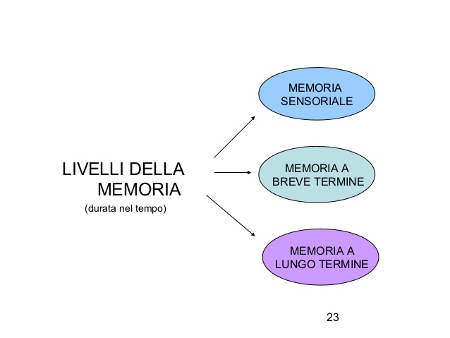 I processi cognitivi: memoria,linguaggio e intelligenza by martina - Ourboox.com