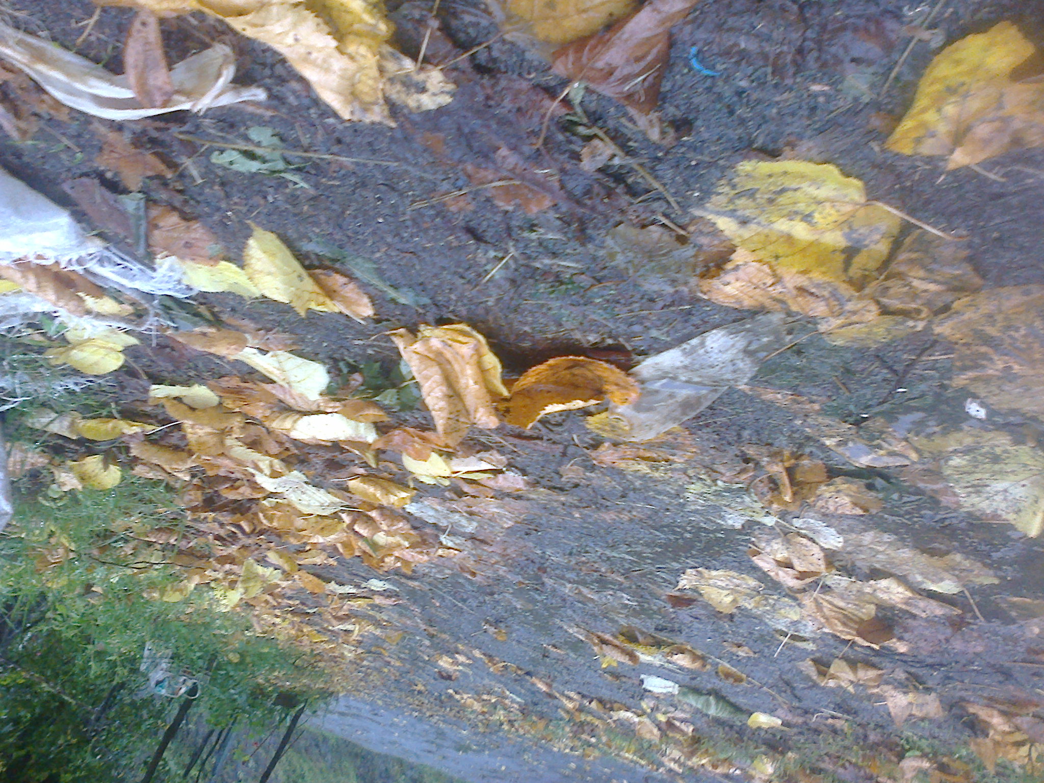 -COLOURS of AUTUMN- by Kbb - Illustrated by This book includes an excited and a happy group who was in "Colours of Autumn" Project. - Ourboox.com