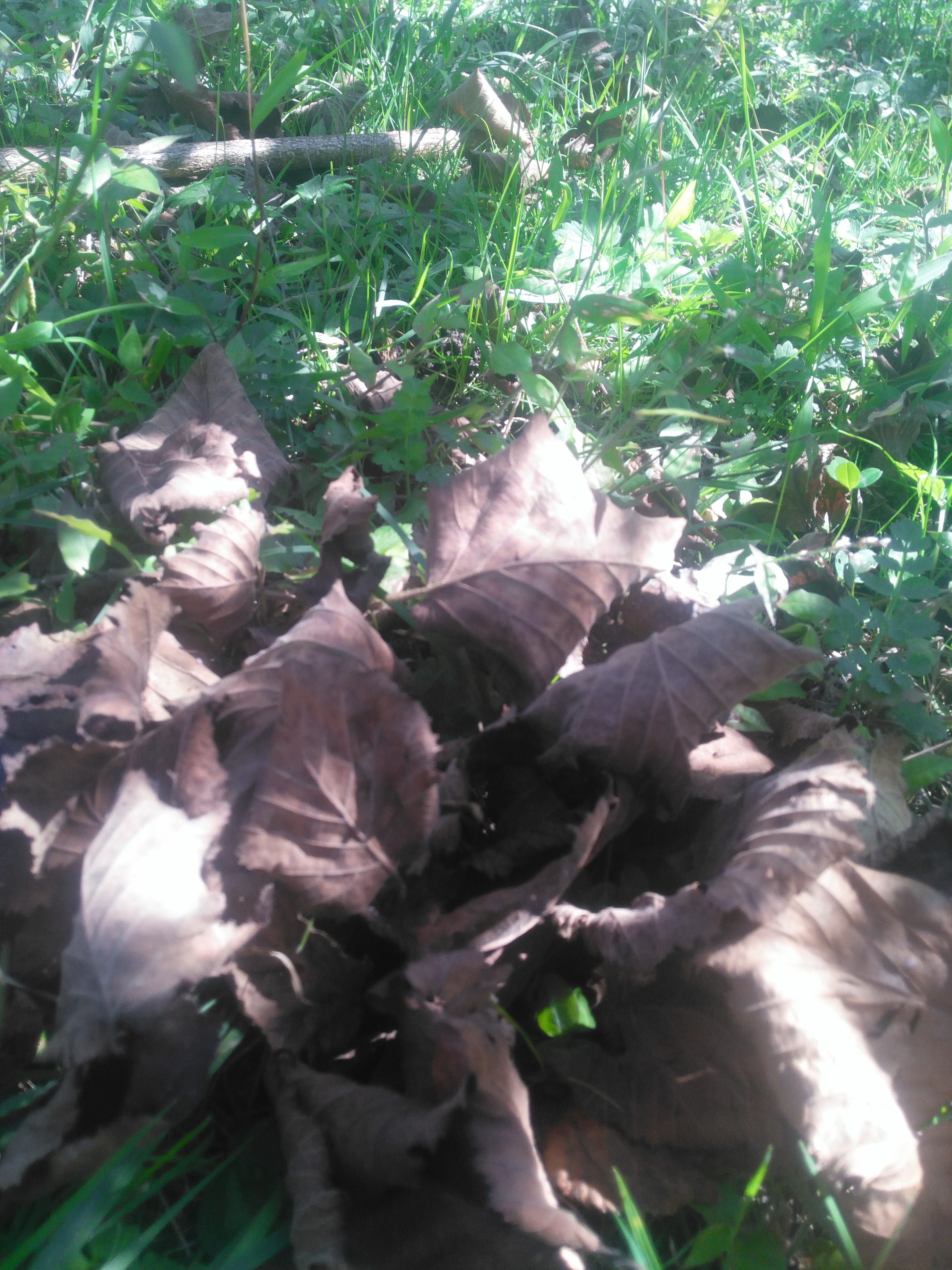 -COLOURS of AUTUMN- by Kbb - Illustrated by This book includes an excited and a happy group who was in "Colours of Autumn" Project. - Ourboox.com