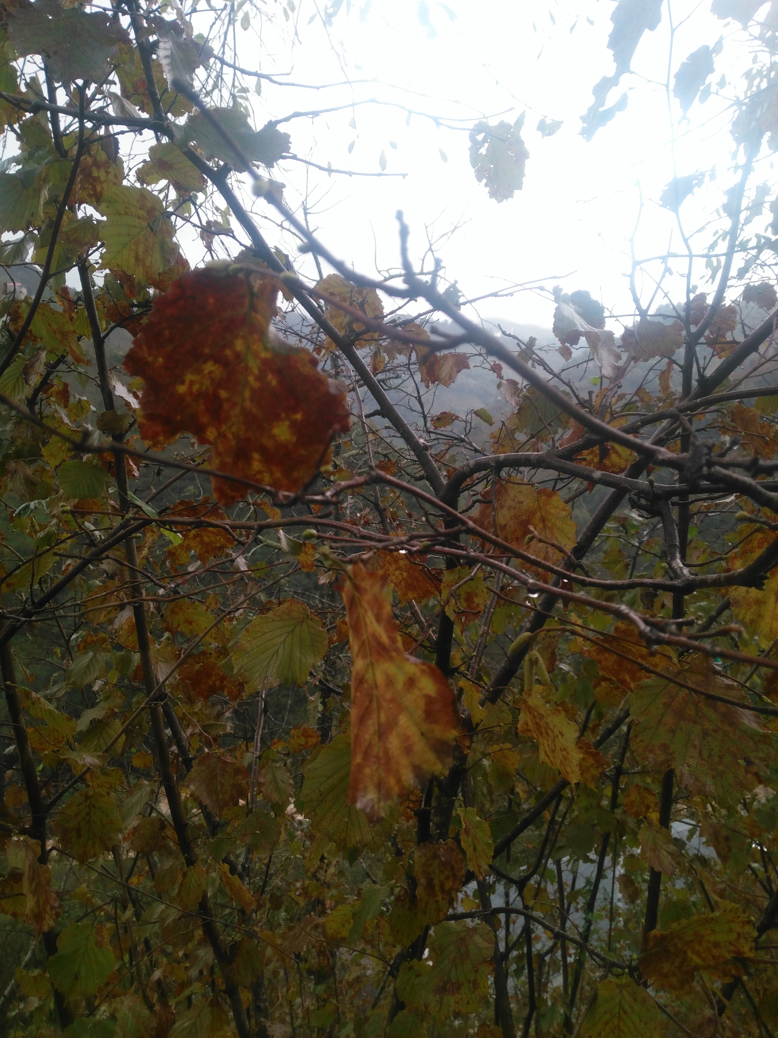 -COLOURS of AUTUMN- by Kbb - Illustrated by This book includes an excited and a happy group who was in "Colours of Autumn" Project. - Ourboox.com