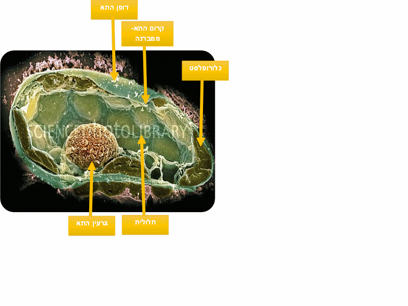 שתא צמח במיקרוסקופ אלקטרוני סורק הגדלה