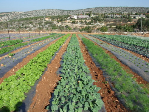 גן ירק by chaim shindel - Illustrated by chaim shindel - Ourboox.com