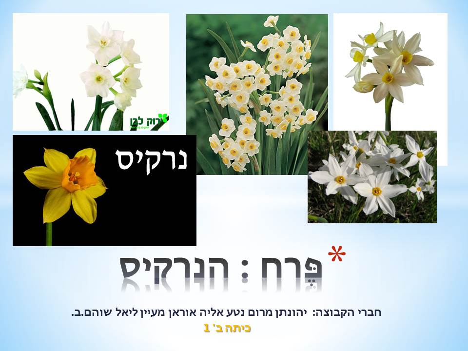 פרחי חורף by סיסמה לכל תלמיד - Ourboox.com