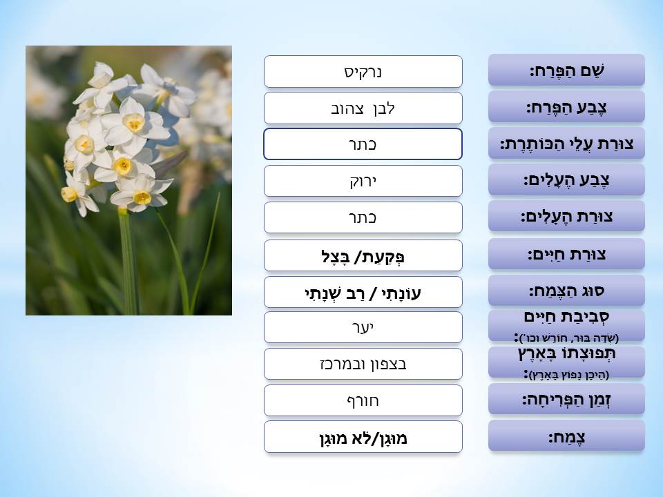 פרחי חורף by סיסמה לכל תלמיד - Ourboox.com