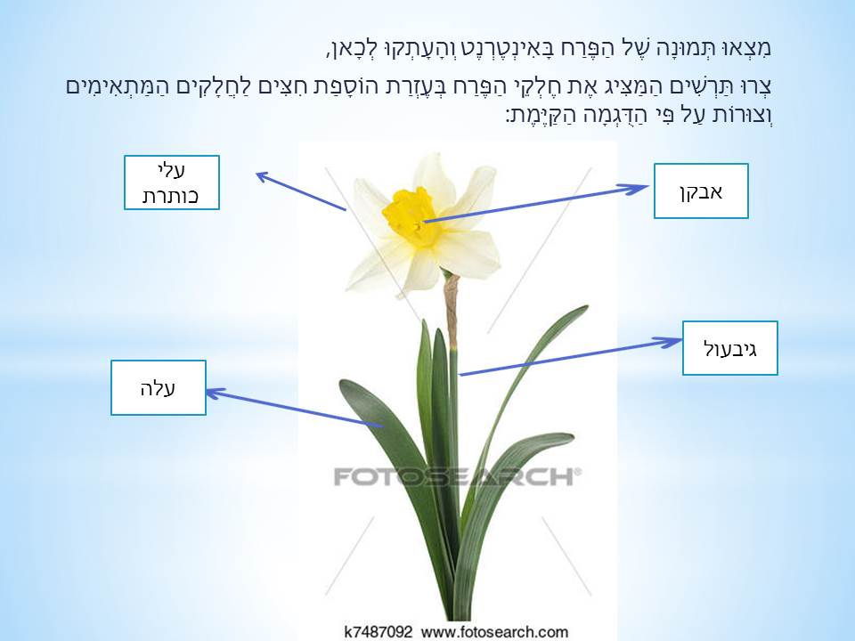 פרחי חורף by סיסמה לכל תלמיד - Ourboox.com