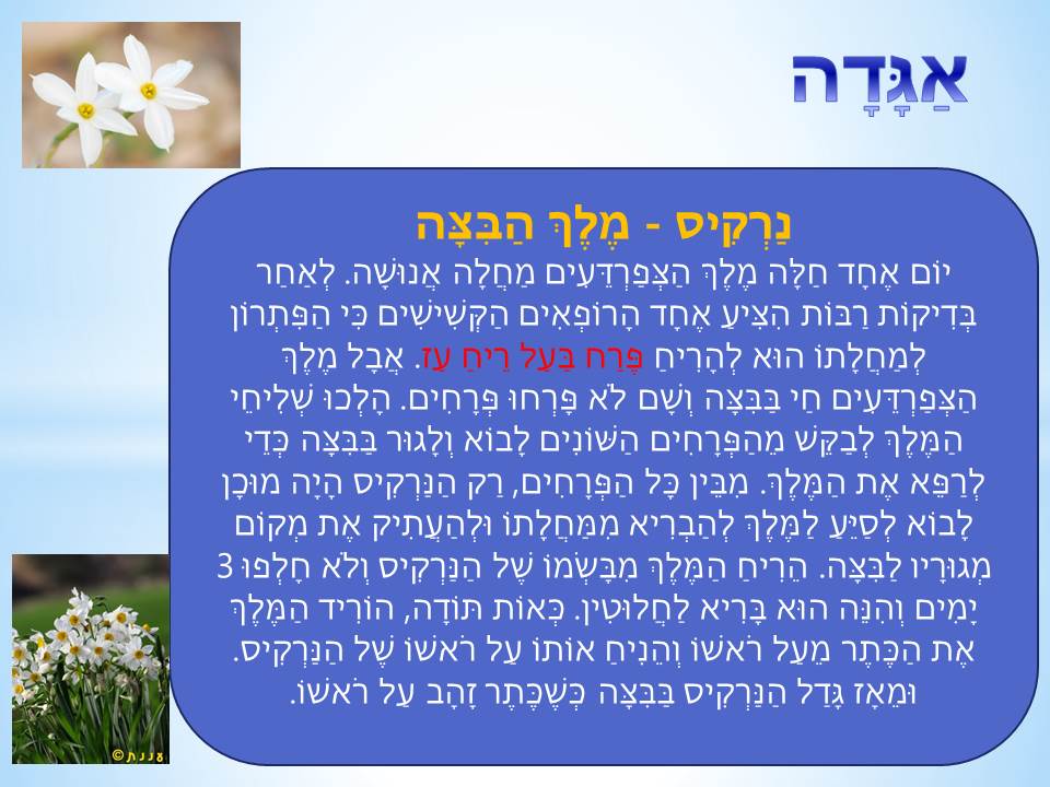 פרחי חורף by סיסמה לכל תלמיד - Ourboox.com