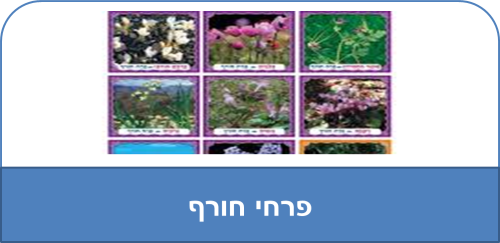 פרחי חורף by סיסמה לכל תלמיד - Ourboox.com
