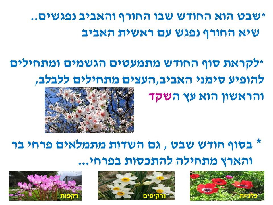 ט”ו בשבט by סיסמה לכל תלמיד - Ourboox.com