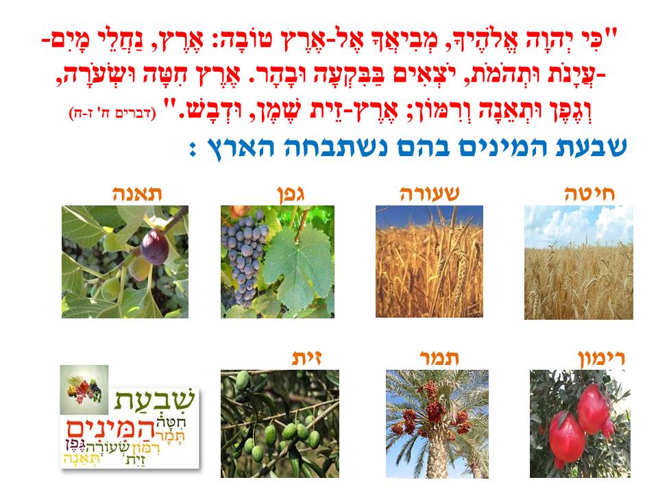 ט”ו בשבט by סיסמה לכל תלמיד - Ourboox.com