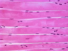 התאים המרקדים by Liron - Ourboox.com