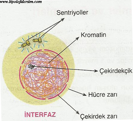 şemalarla mayoz bölünme by cafer  - Ourboox.com