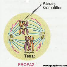 şemalarla mayoz bölünme by cafer  - Ourboox.com