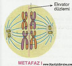 şemalarla mayoz bölünme by cafer  - Ourboox.com