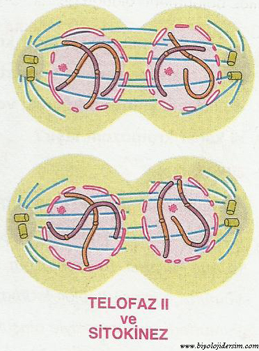 şemalarla mayoz bölünme by cafer  - Ourboox.com