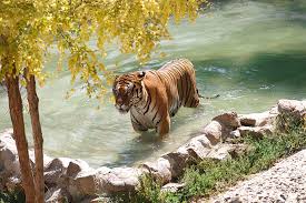 HAYVANAT BAHÇESİ GEZİMİZ by Semra Turan - Ourboox.com