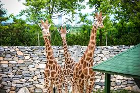 HAYVANAT BAHÇESİ GEZİMİZ by Semra Turan - Ourboox.com