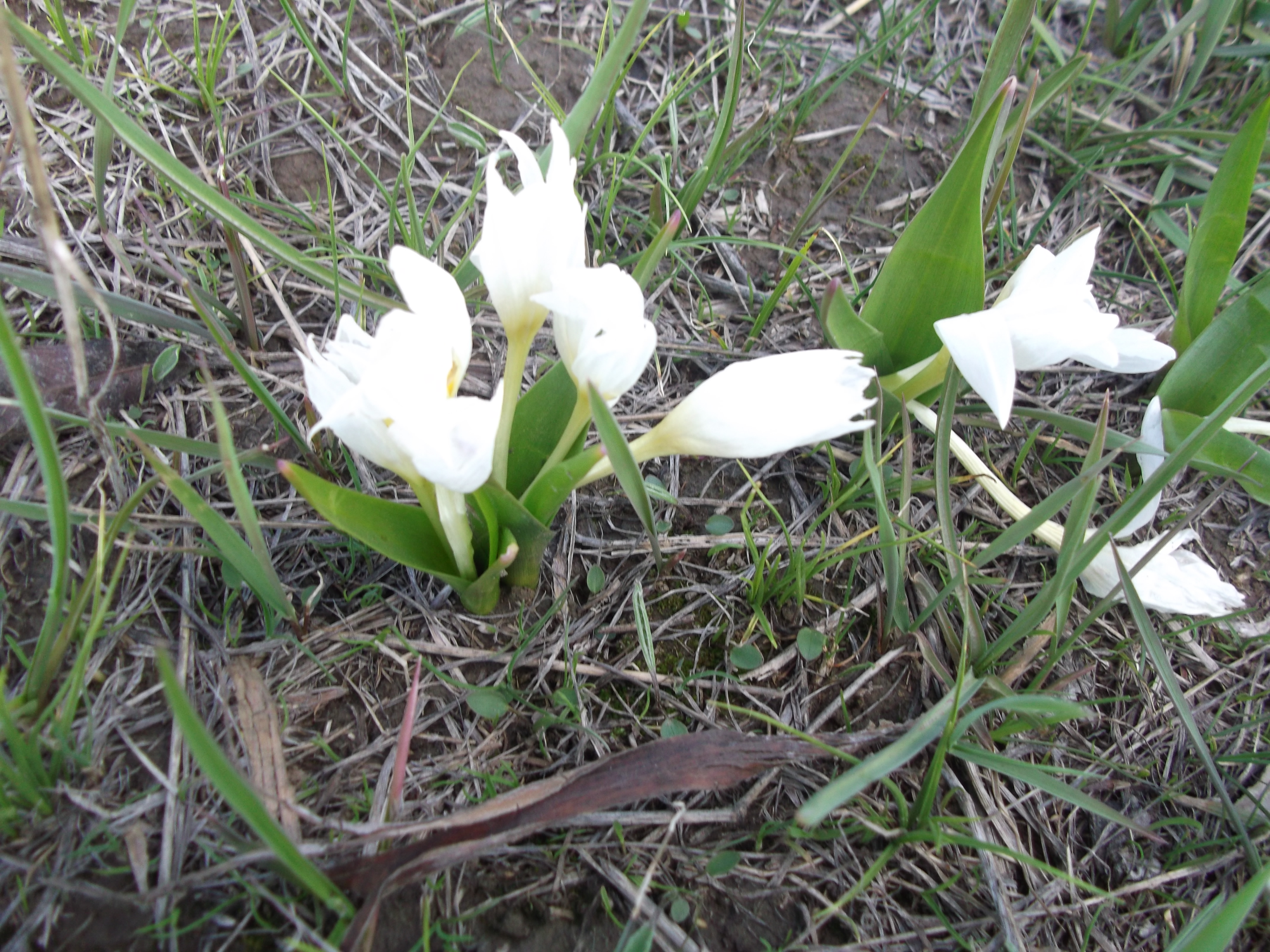 Ağrı Günleri by seldayakut - Illustrated by Selda Öğretmen - Ourboox.com